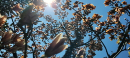 Magnolienblüte erfroren