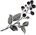 Rebus Rubus